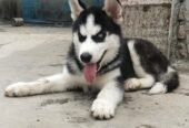 Kabeer Pet Food Shop