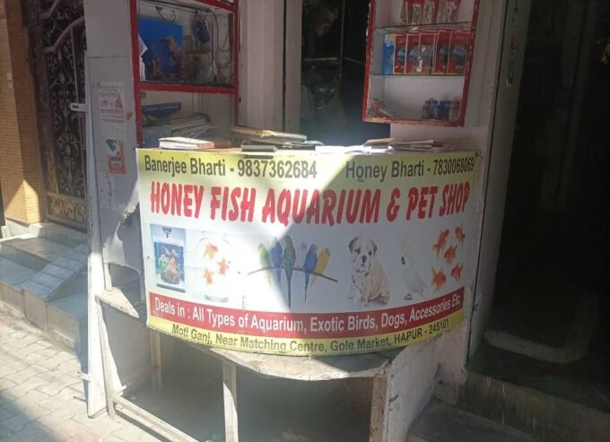 Honey Fish Aquarium