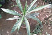 Akash Farm and Nursery