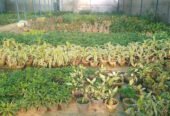 Akash Farm and Nursery