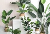 Garden Decor