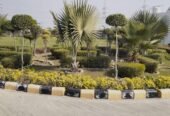 Nisha Nursery and Landscape