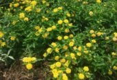 Nisha Nursery and Landscape