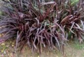 Nisha Nursery and Landscape