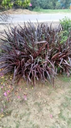 Nisha Nursery and Landscape