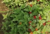 Nisha Nursery and Landscape