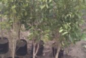 Nisha Nursery and Landscape