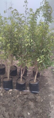 Nisha Nursery and Landscape