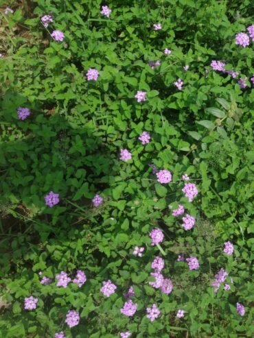 Nisha Nursery and Landscape